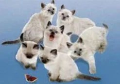 Clementoni - Legpuzzel - Vlinder Poezen Regdolls - 500 stukjes