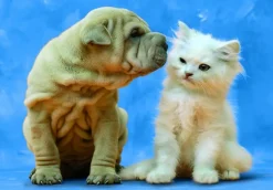 Educa - Legpuzzel - Geheimen - 500 stukjes