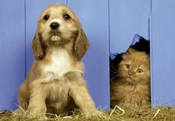 Educa - Legpuzzel - Ik let op! - 500 stukjes