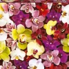 Educa - Legpuzzel - Orchideeën Collage - 1000 stukjes