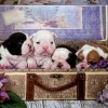 Educa - Legpuzzel - Puppies - 500 stukjes