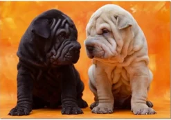 Educa - Legpuzzel - Puppies met Plooien - 500 stukjes