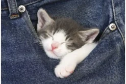 Educa - Legpuzzel - Sweet Dreams - 500 stukjes