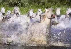 Educa - Legpuzzel - Witte Camarga Paarden - 1000 stukjes