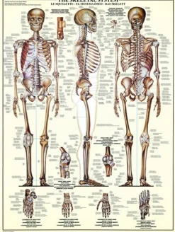 Eurographics - Legpuzzel - Het Skelet - 1000 stukjes