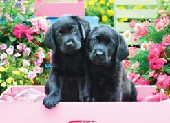 Eurographics - Legpuzzel - Black Labs in Pink Box - 500XL stukjes