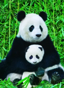 Eurographics - Legpuzzel - Panda Familie - 1000 stukjes