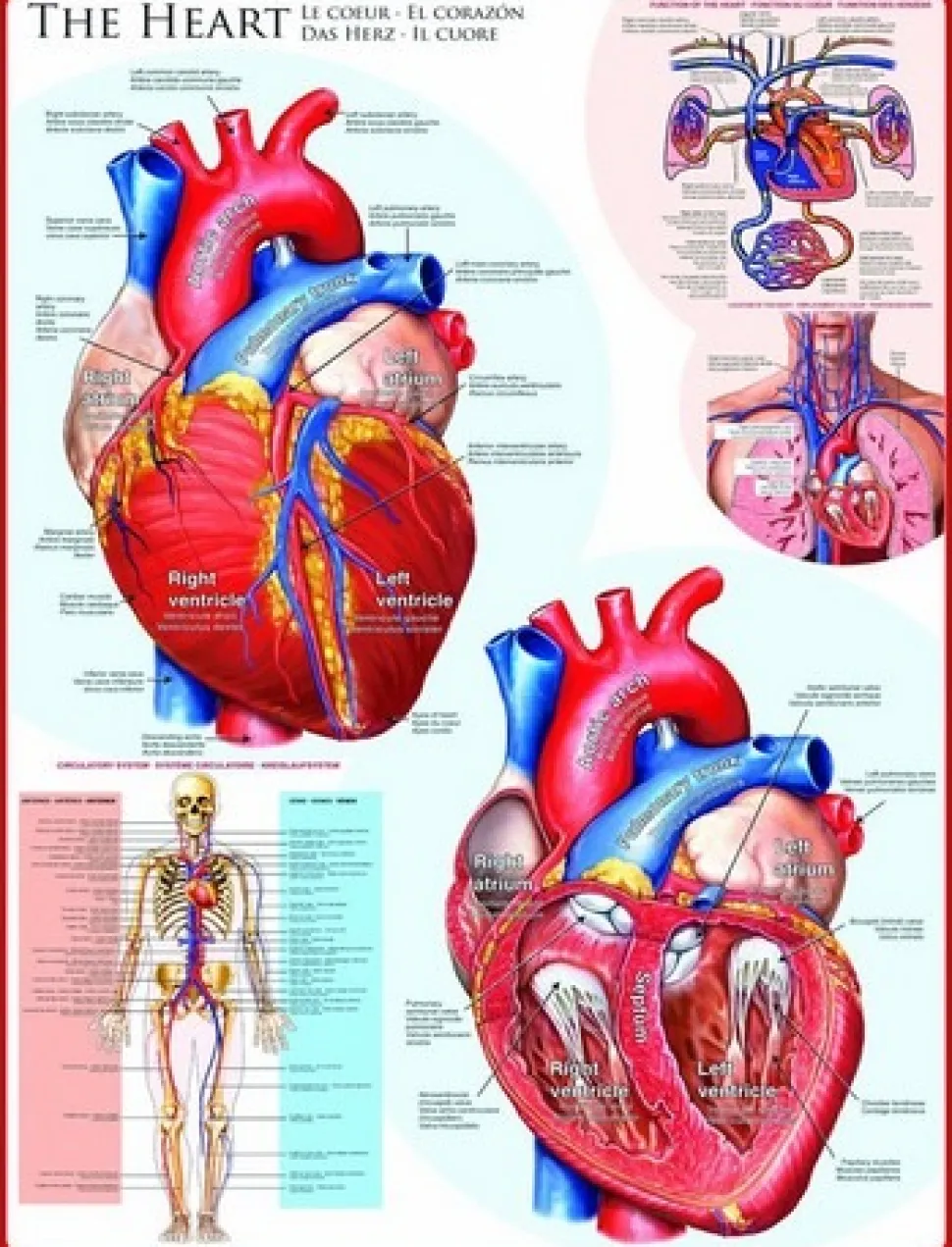 Eurographics - Legpuzzel - Het Hart - 1000 stukjes