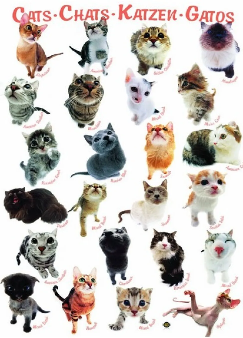 Eurographics - Legpuzzel - Kattenrassen - 1000 stukjes