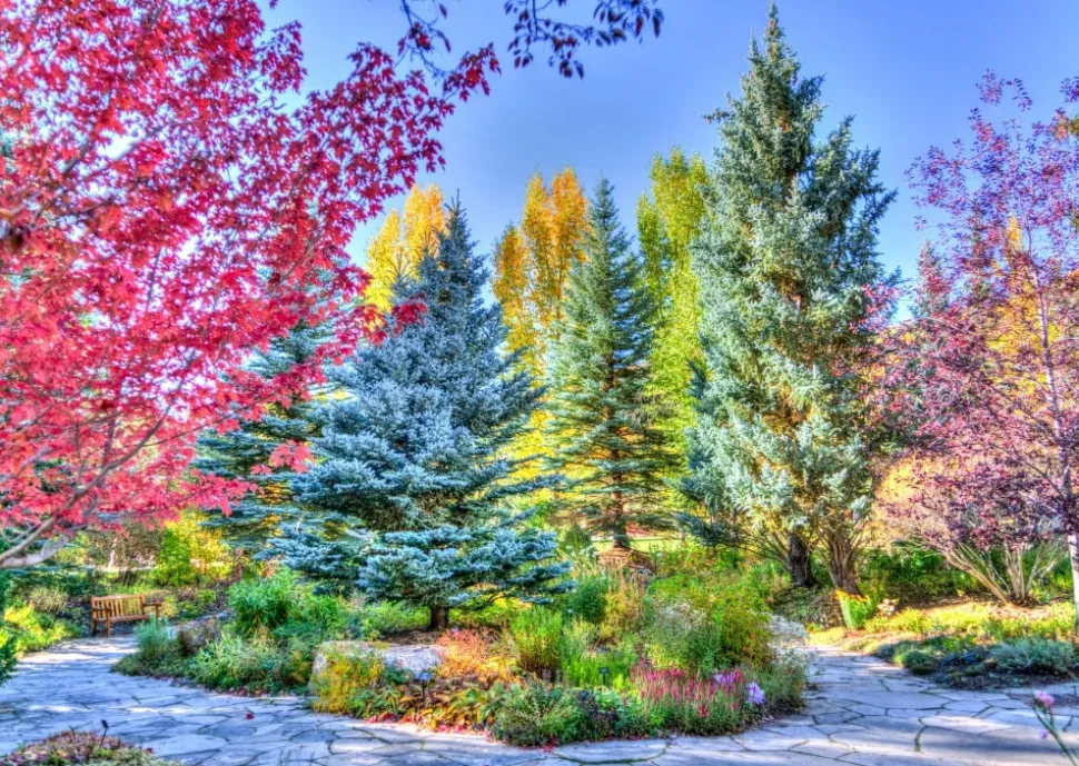 Grafika - Legpuzzel - Bonte Woud, Colorado - 1000 stukjes