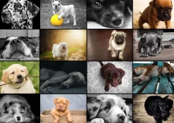 Grafika - Legpuzzel - Collage Honden - 1000 stukjes