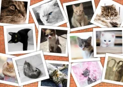 Grafika - Legpuzzel - Collage Katten - 1000 stukjes