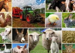 Grafika - Legpuzzel - Collage - Boerderijdieren - 1500 stukjes