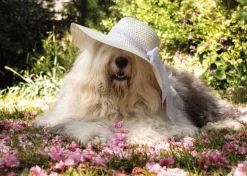 Jumbo - Legpuzzel - Sophie The Dog - 200 stukjes