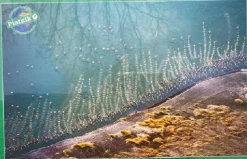 Piatnik - Legpuzzel - Flamingo's - 1000 stukjes