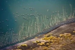 Piatnik - Legpuzzel - Flamingo's - 1000 stukjes