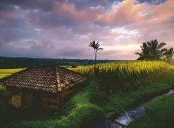 Ravensburger - Legpuzzel - Rijstvelden In Bali - 500 stukjes