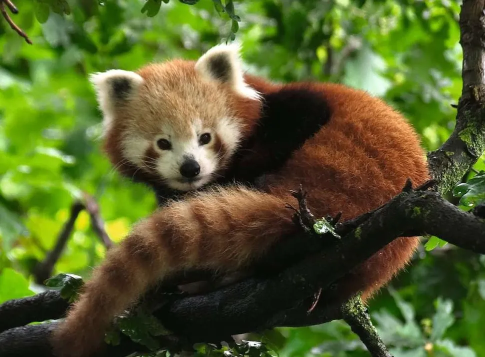 Ravensburger - Legpuzzel - Schattige Rode Panda - 500 stukjes