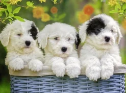 Ravensburger - Legpuzzel - Schattige Puppies - 200 stukjes