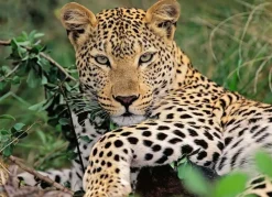 Ravensburger - Legpuzzel - Luipaard - 100 stukjes