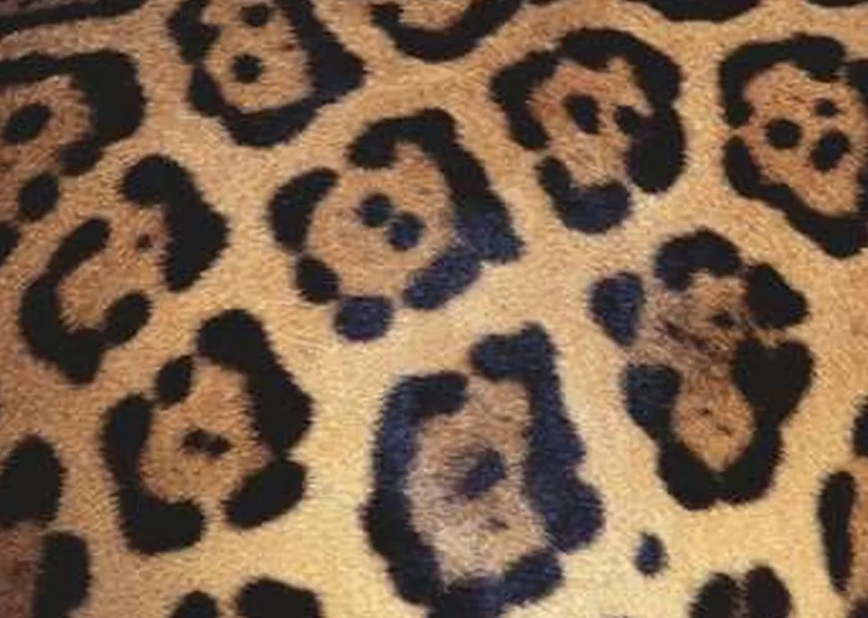 Ravensburger - Legpuzzel - Animal Print - 1000 stukjes