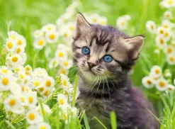 Ravensburger - Legpuzzel - Katje In de Wei - 500 stukjes