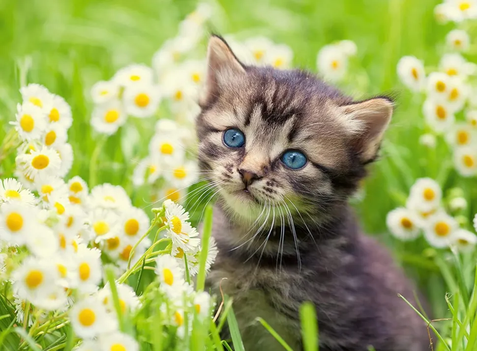 Ravensburger - Legpuzzel - Katje In de Wei - 500 stukjes