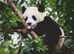 Ravensburger - Legpuzzel - Panda - 500 stukjes