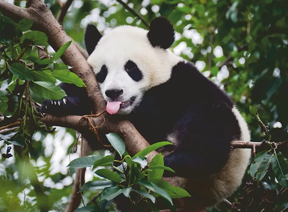 Ravensburger - Legpuzzel - Panda - 500 stukjes