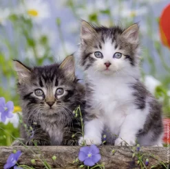 Ravensburger - Legpuzzel - Jonge Katjes - 3x49 stukjes