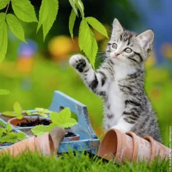 Ravensburger - Legpuzzel - Jonge Katjes - 3x49 stukjes