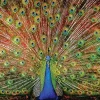 SunsOut - Legpuzzel - The Big Boy - 1000 stukjes