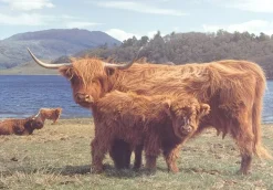 The House of Puzzles - Legpuzzel - Highlanders - 1000 stukjes