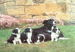 The House of Puzzles - Legpuzzel - Mother's Pride - 500 stukjes