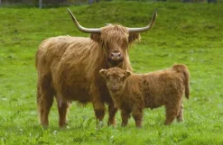 The House of Puzzles - Legpuzzel - Watch with Mother - 500 stukjes